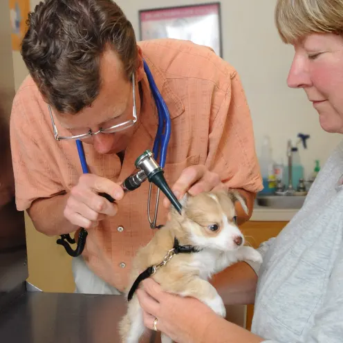 Dr. Brust and a staff member examining a small dog at Henniker Veterinary Hospital